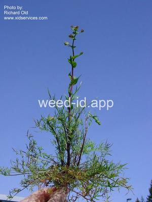 pepperweed, clasping