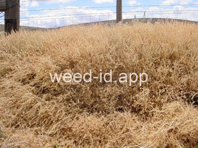 pepperweed, clasping