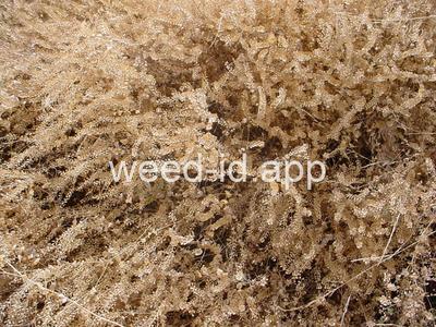 pepperweed, clasping