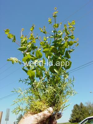 pepperweed, clasping