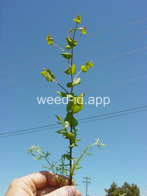 pepperweed, clasping