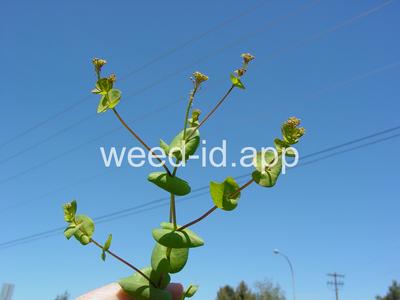 pepperweed, clasping
