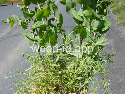 pepperweed, clasping