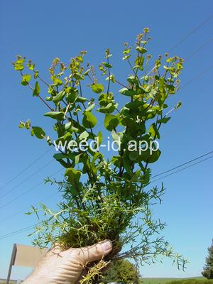 pepperweed, clasping