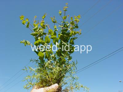 pepperweed, clasping