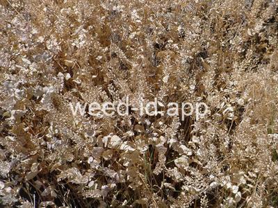 pepperweed, clasping