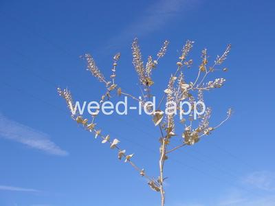 pepperweed, clasping