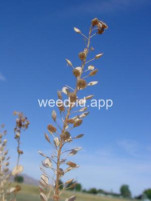 pepperweed, clasping