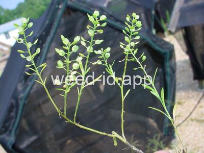 pepperweed, Virginia