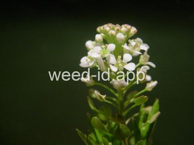 pepperweed, Virginia