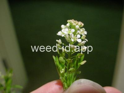 pepperweed, Virginia