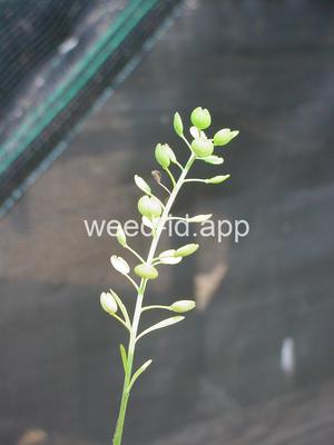 pepperweed, Virginia