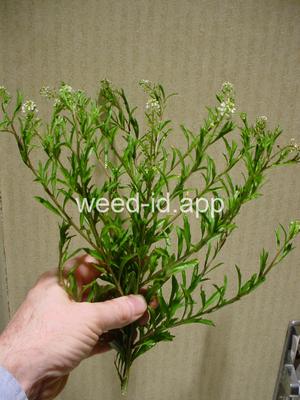 pepperweed, Virginia