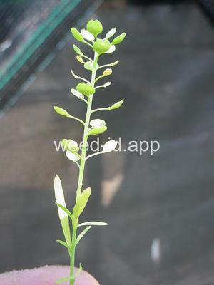 pepperweed, Virginia