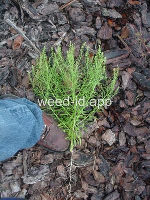 pepperweed, Virginia