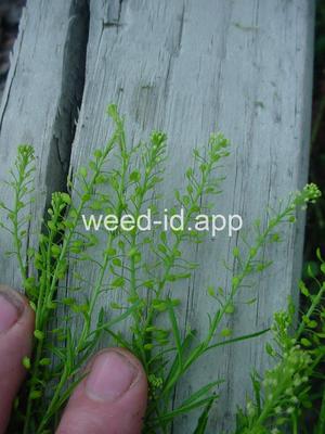 pepperweed, Virginia