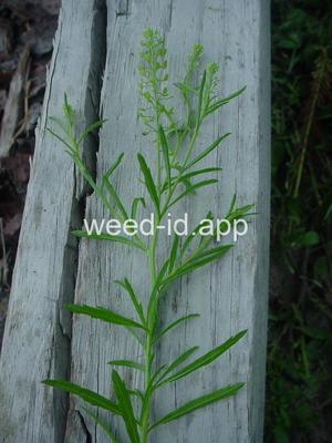 pepperweed, Virginia