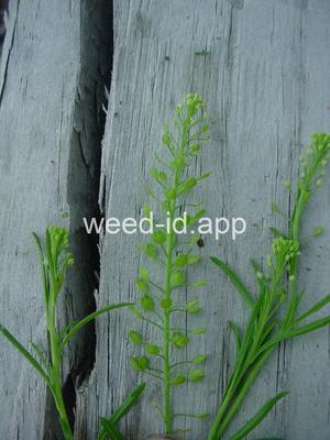 pepperweed, Virginia