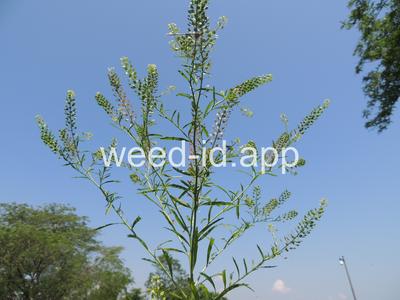 pepperweed, Virginia