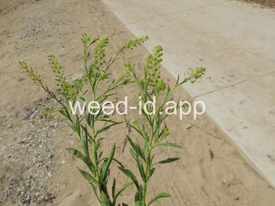 pepperweed, Virginia