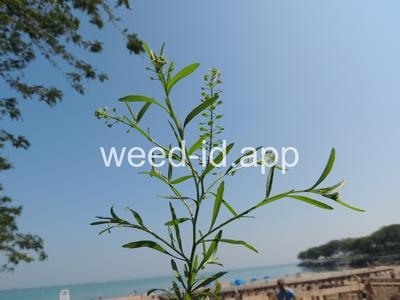 pepperweed, Virginia