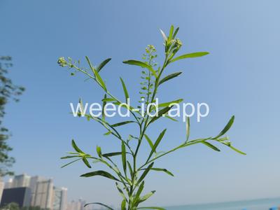 pepperweed, Virginia