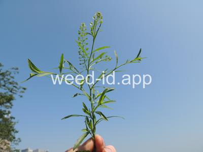 pepperweed, Virginia