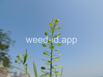 pepperweed, Virginia