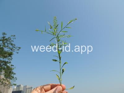 pepperweed, Virginia