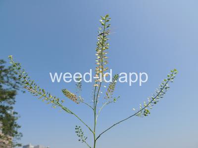 pepperweed, Virginia