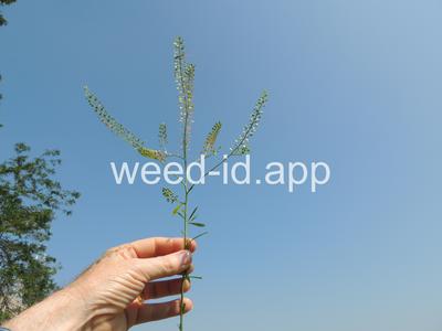 pepperweed, Virginia