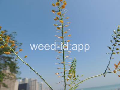 pepperweed, Virginia