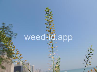 pepperweed, Virginia