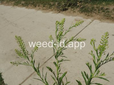 pepperweed, Virginia