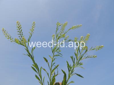 pepperweed, Virginia