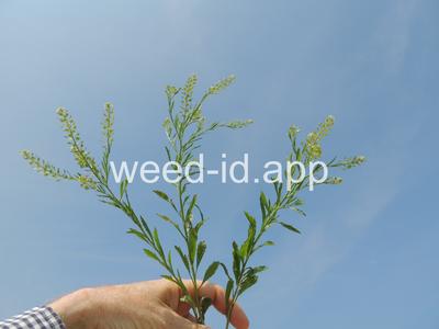 pepperweed, Virginia