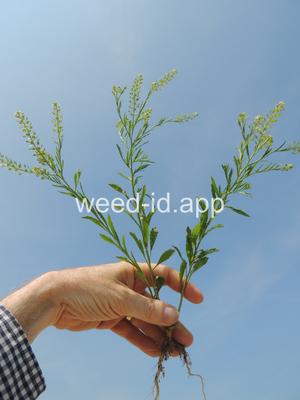 pepperweed, Virginia