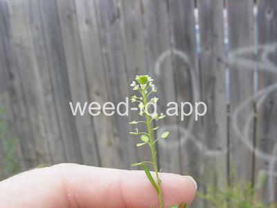 pepperweed, Virginia