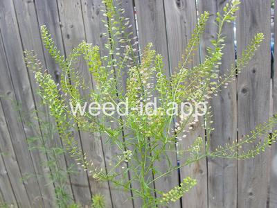 pepperweed, Virginia