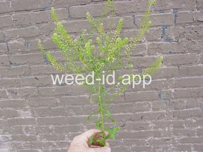 pepperweed, Virginia