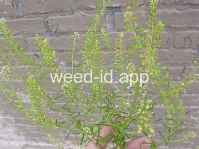 pepperweed, Virginia