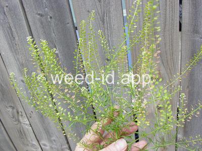 pepperweed, Virginia