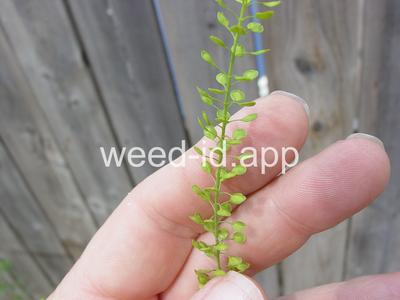 pepperweed, Virginia