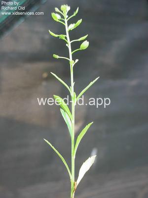 pepperweed, Virginia