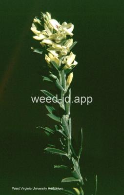 lespedeza, round-head