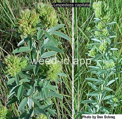 lespedeza, round-head