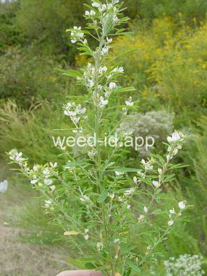 lespedeza, sericea