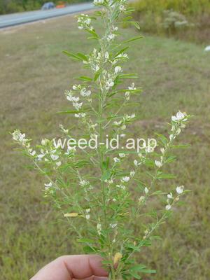 lespedeza, sericea