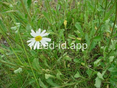 daisy, oxeye