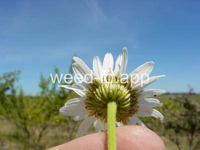 daisy, oxeye